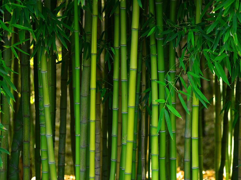 Bamboo from Flooring Central in La Plata, MD