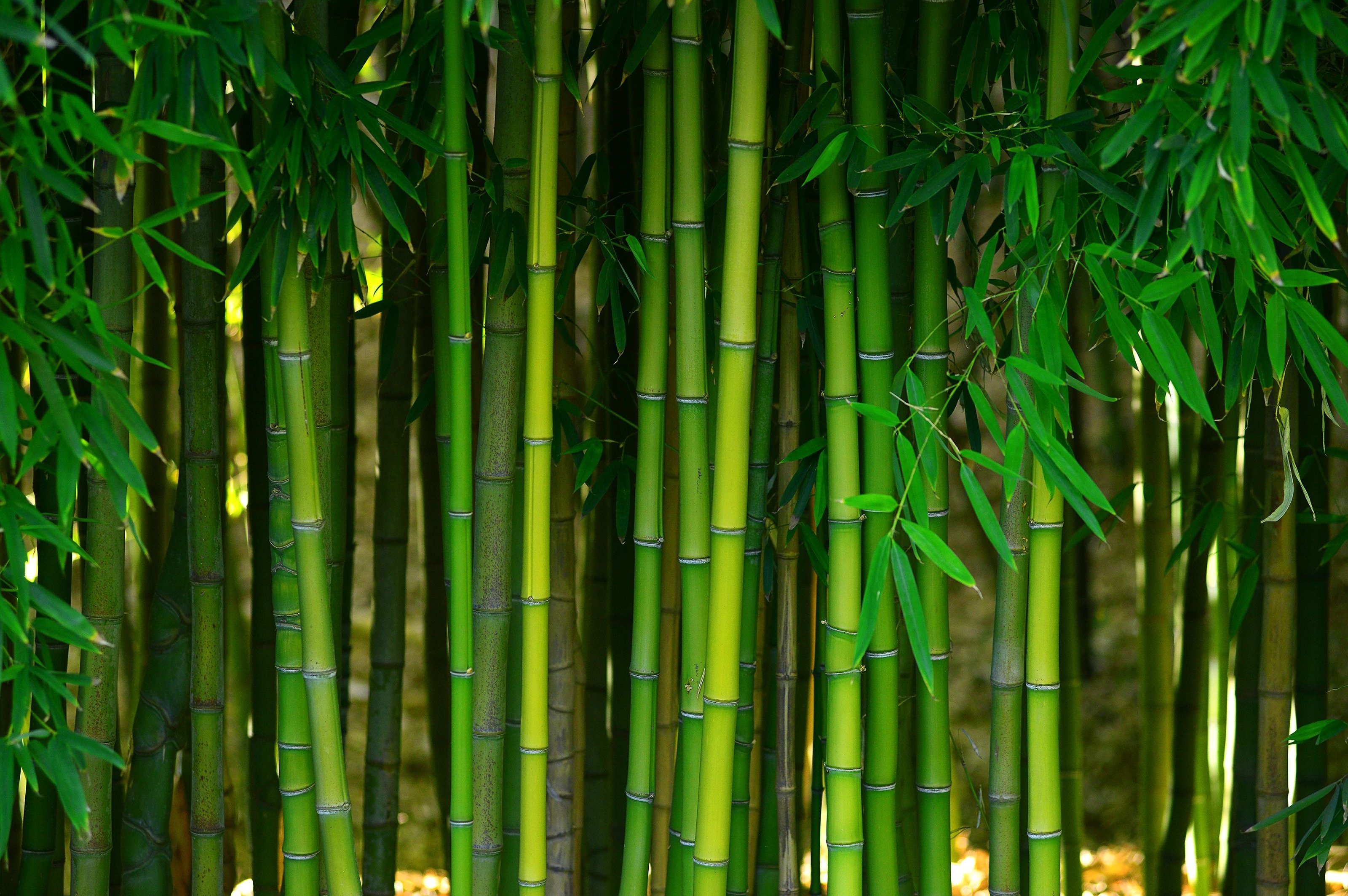 Bamboo from Flooring Central in La Plata, MD